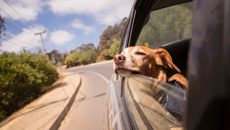 travelling with dogs