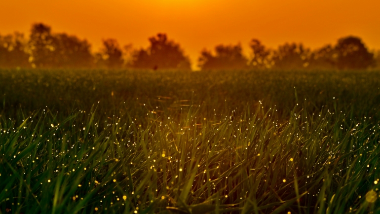 fireflies festival near bhandarwara pune