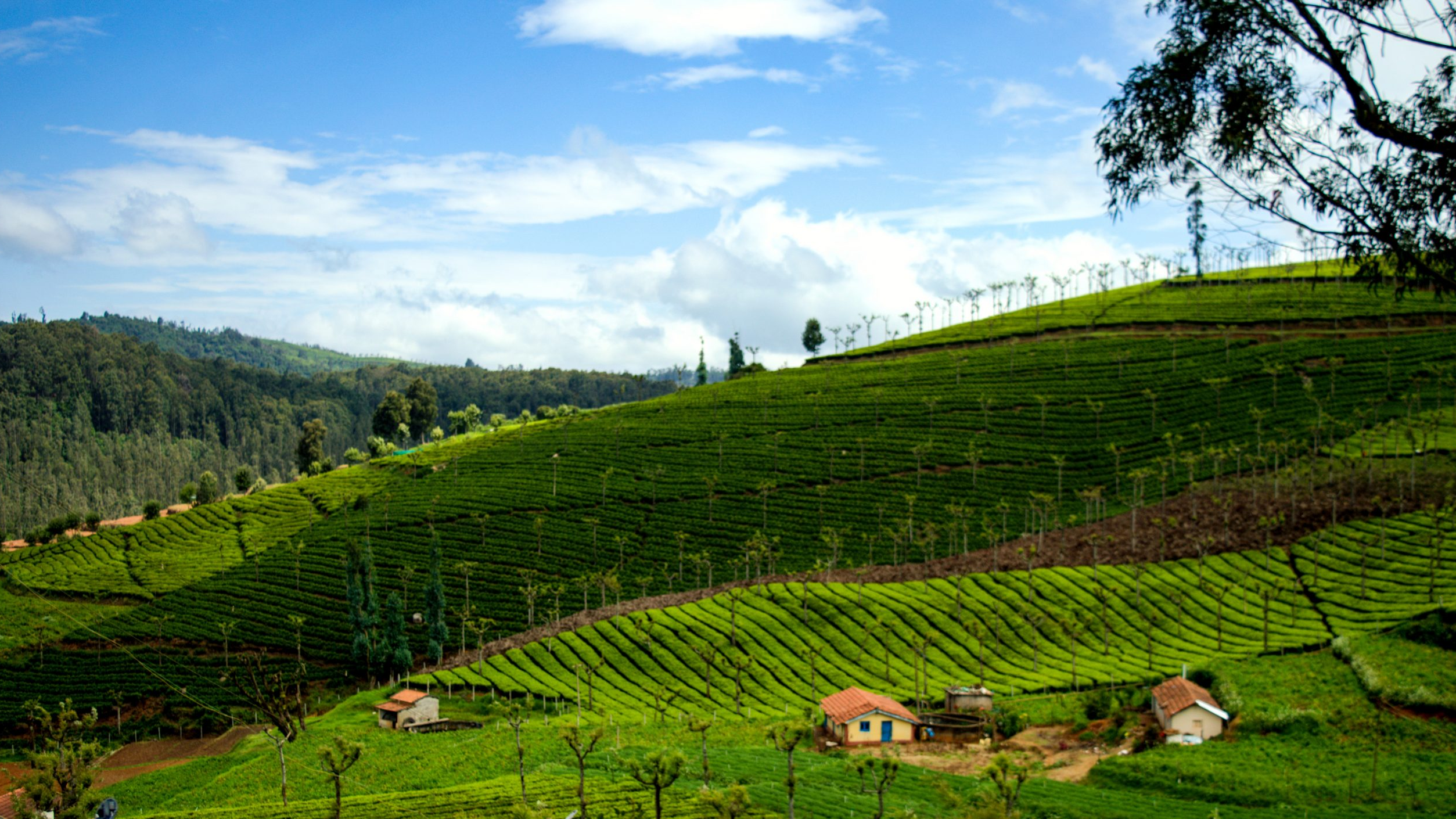 Coonoor is a perfect weekend getaway when visiting hill stations near Coimbatore