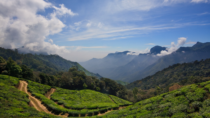 Head to Munnar for a romantic getaway as it is one of the top Hill Stations in South India during Monsoon