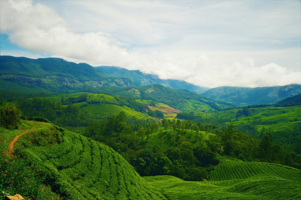 Munnar in Summer