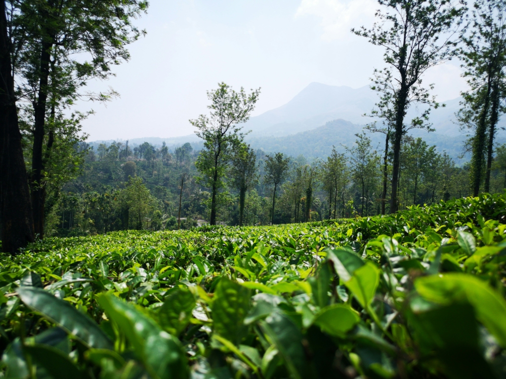 munnar in july august monsoon