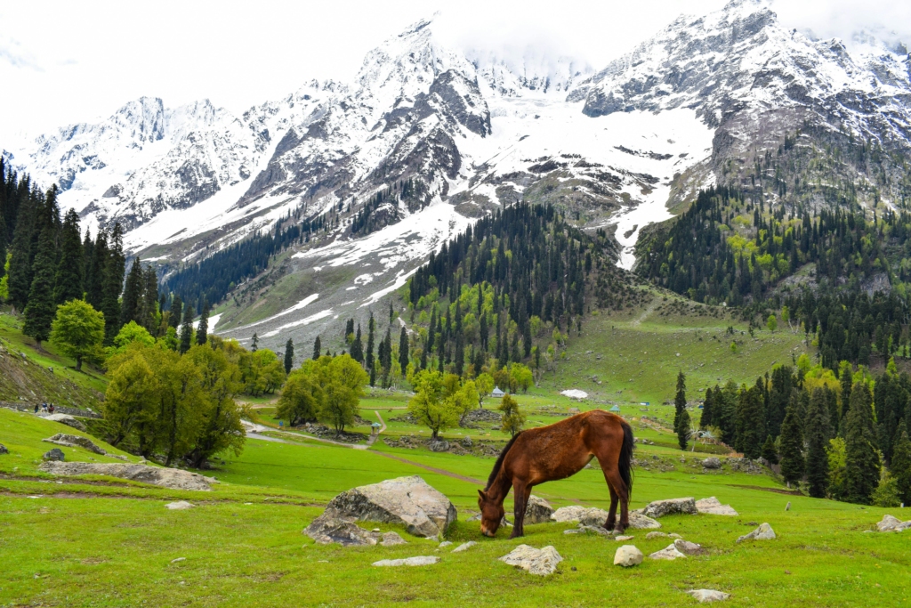 Thajiwas Glacier, Sonmarg 