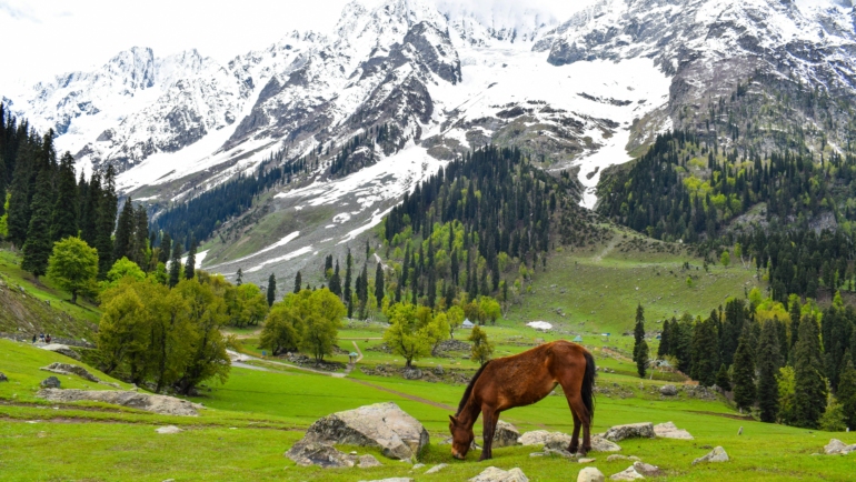 Kashmir trip in summer with greenery and snow mountains