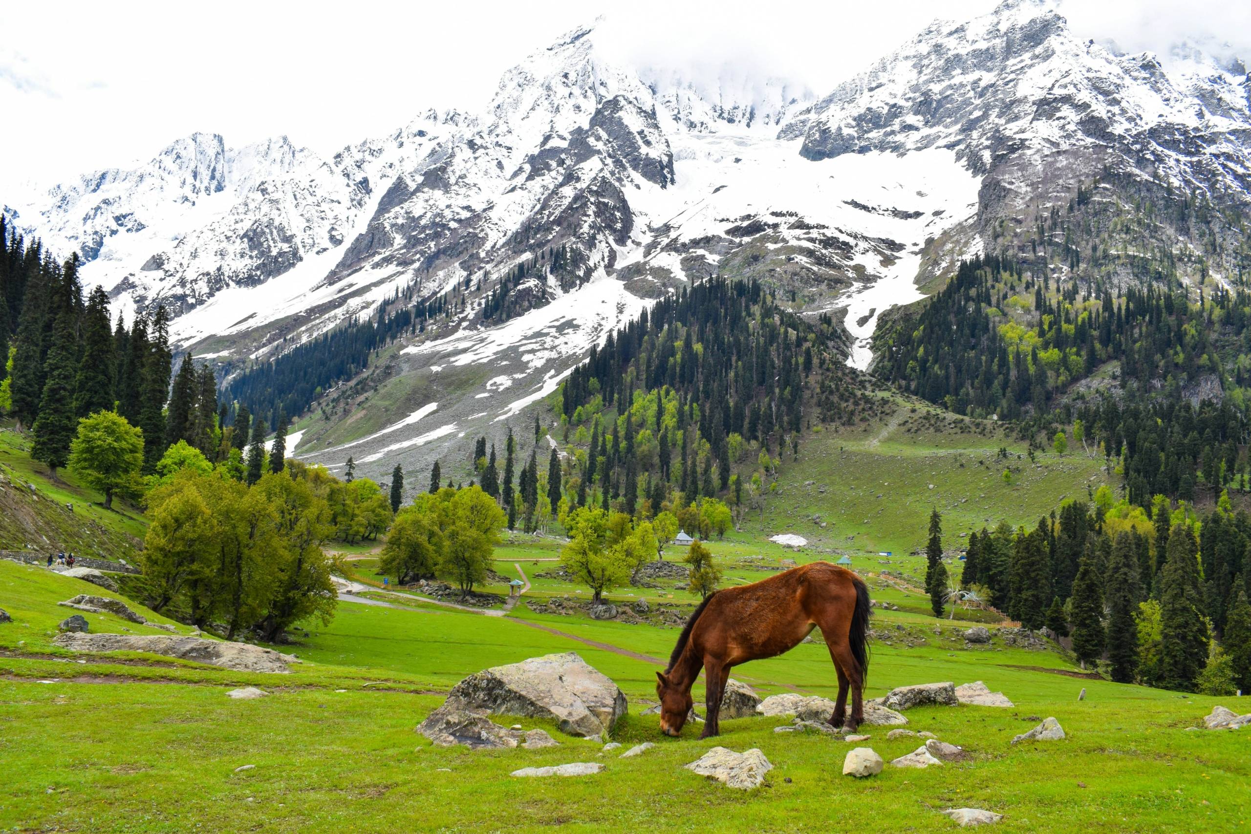 Kashmir trip in summer with greenery and snow mountains