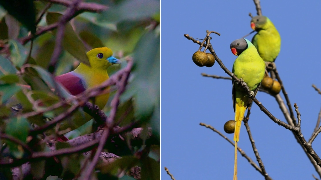 Bird watching in Kasauli 
