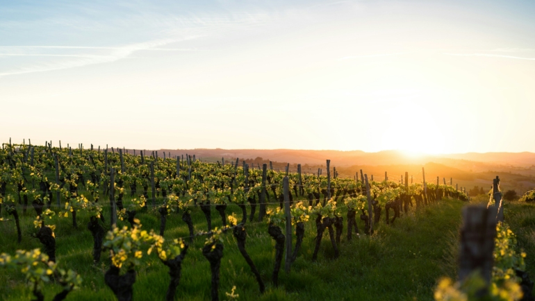 Vineyards in Nashik