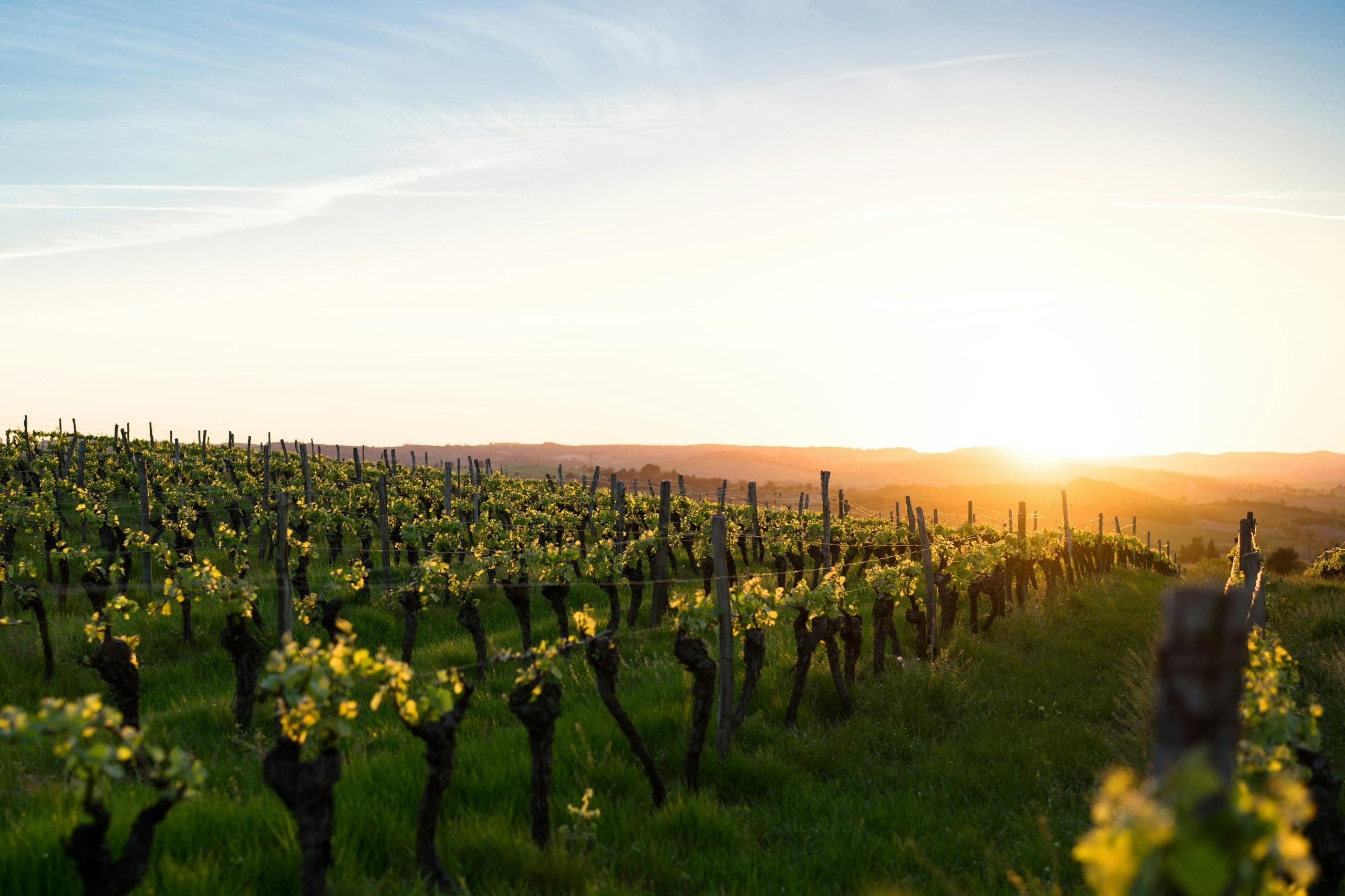 Vineyards in Nashik