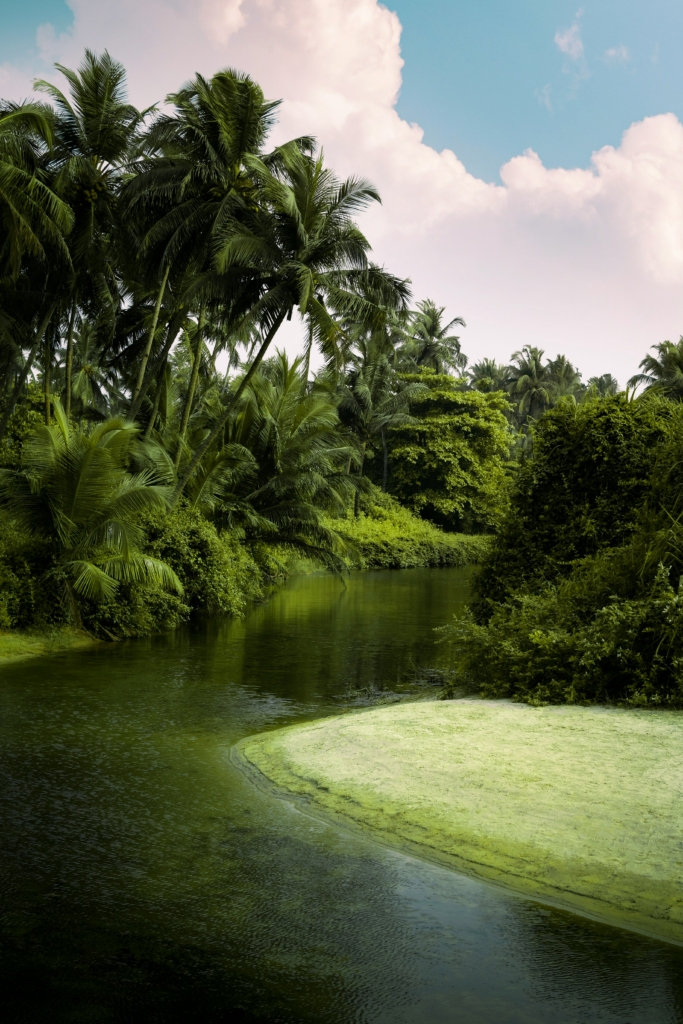 Backwaters in Goa 