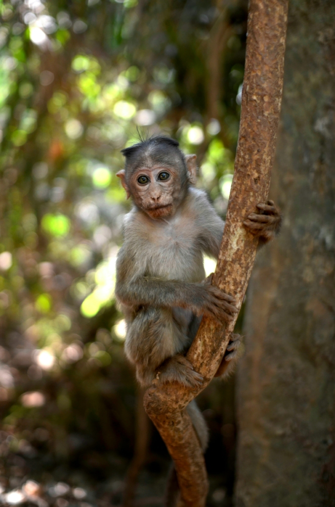 Wildlife in Goa 