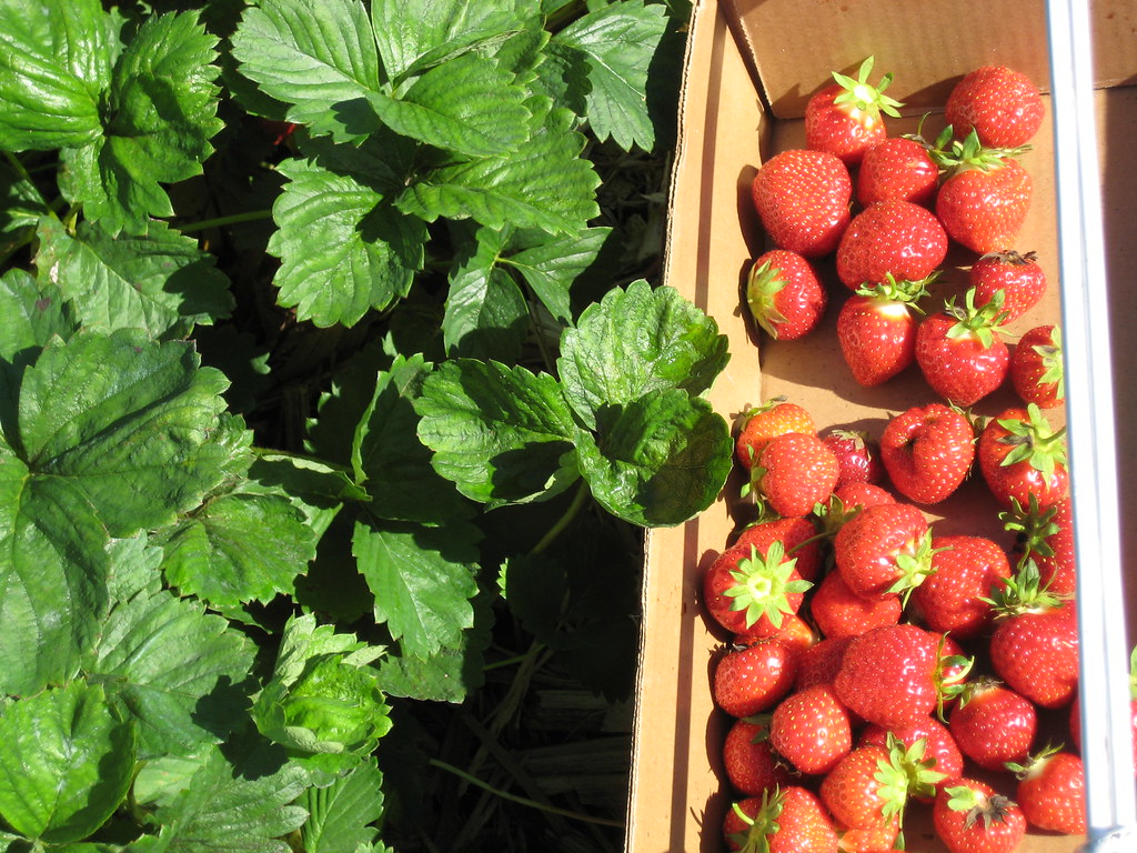 Strawberry season in Mahabaleshwar