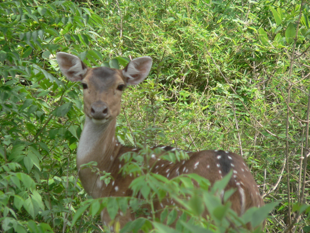 Sajjangarh Wildlife Sanctuary in Udaipur