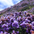 kurinji flowers in Munnar