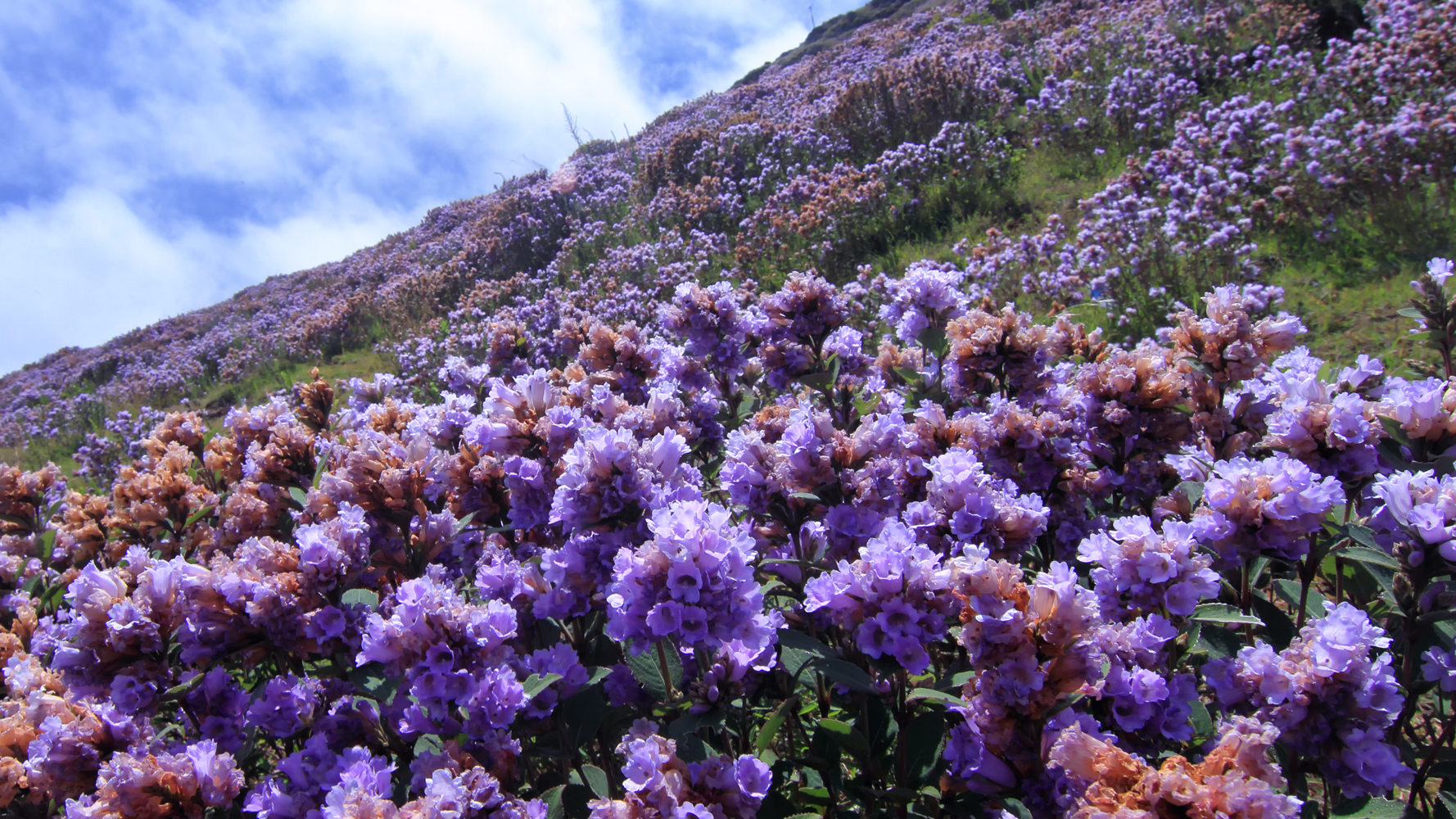 kurinji flowers in Munnar