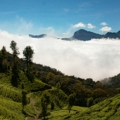 darjeeling tea plantations visit