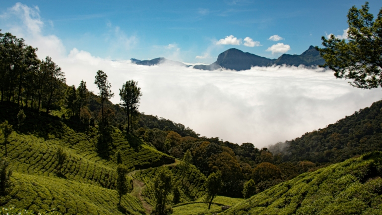 darjeeling tea plantations visit