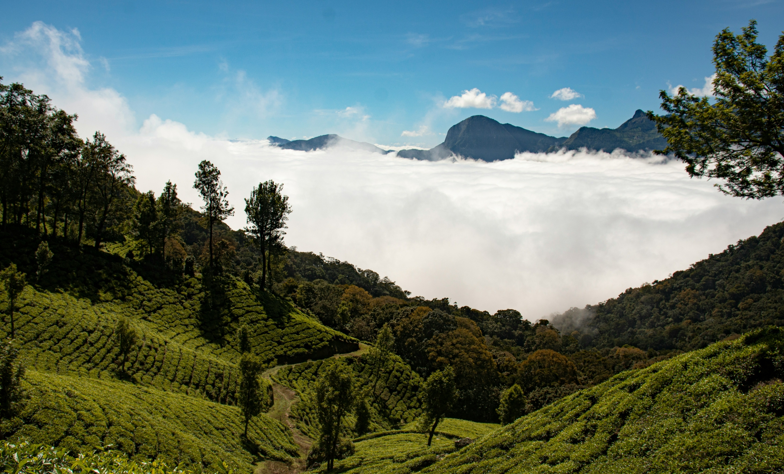 darjeeling tea plantations visit