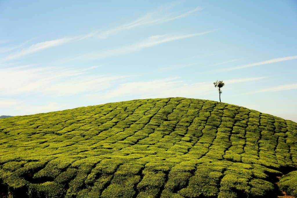 munnar in monsoon is one of the peaceful places to visit in 2024