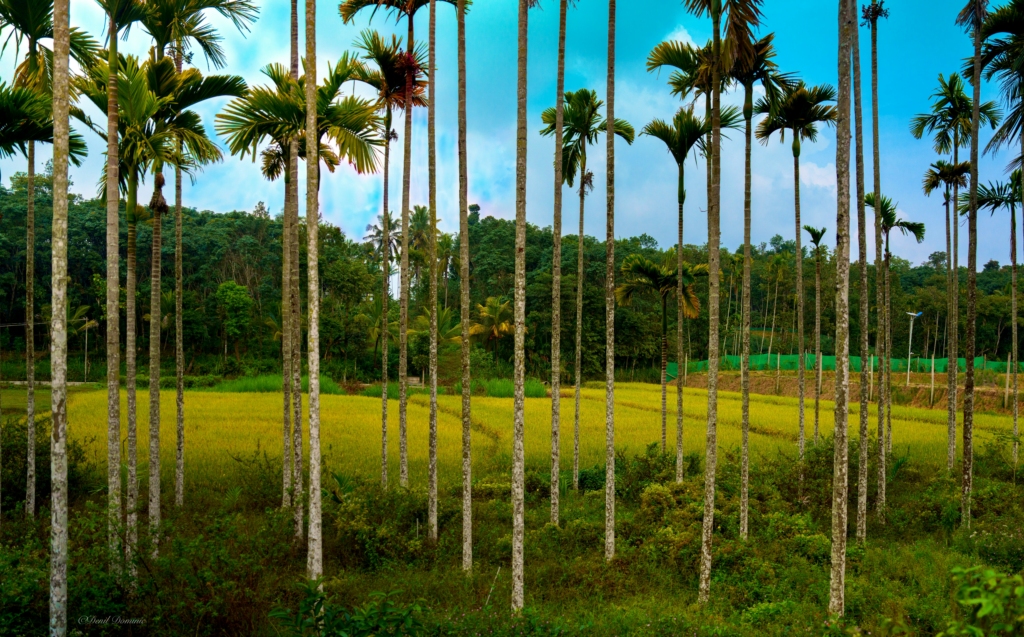 Vegetation of Wayanad