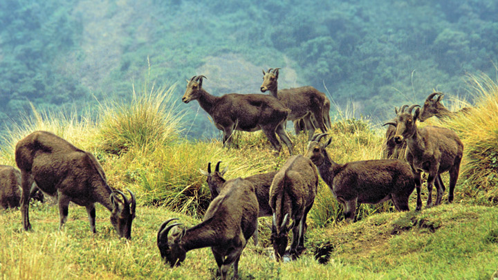 visit to eravikulam national park is one of the best things to do in munnar