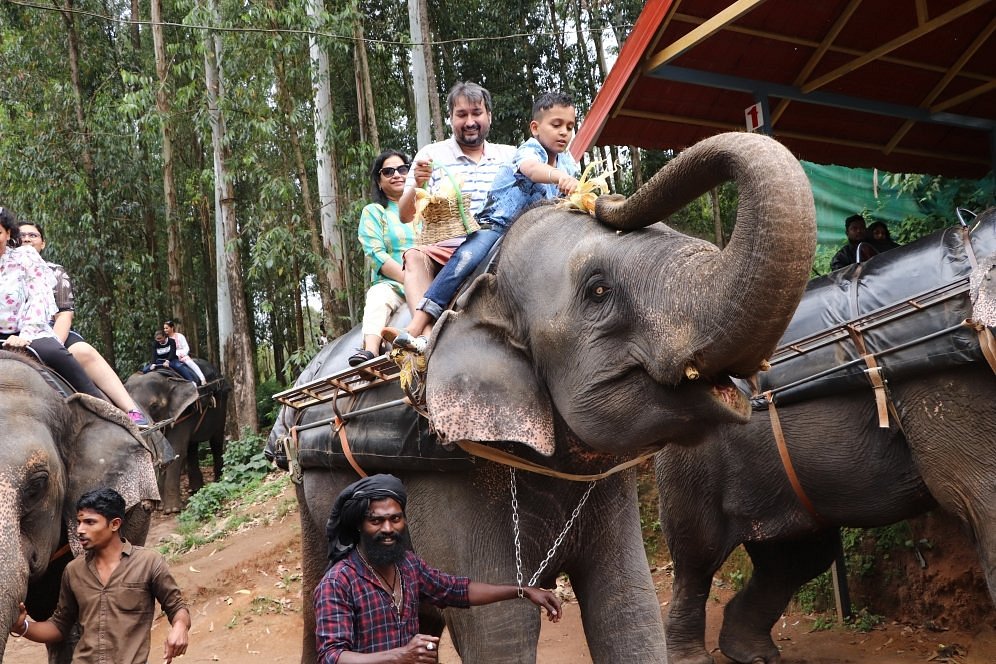 elephant sighting in munnar in monsoon