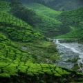 munnar in monsoon