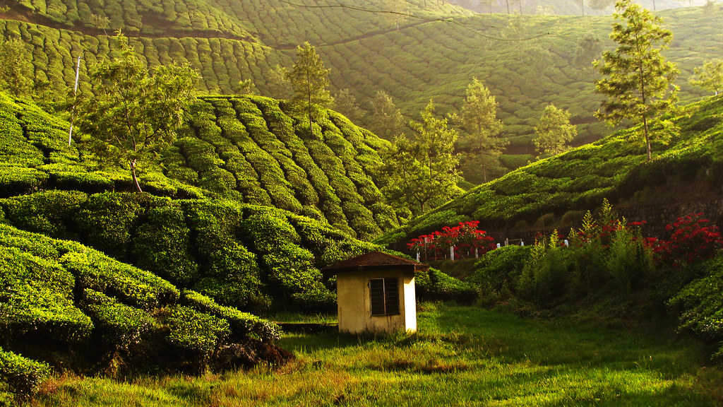 tea plantation in Munnar