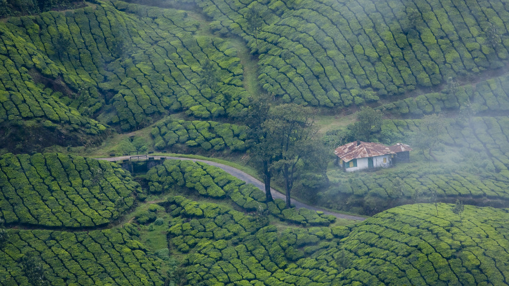 Munnar is one of the places to visit in Kerala 