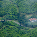 munnar weather and best time to visit