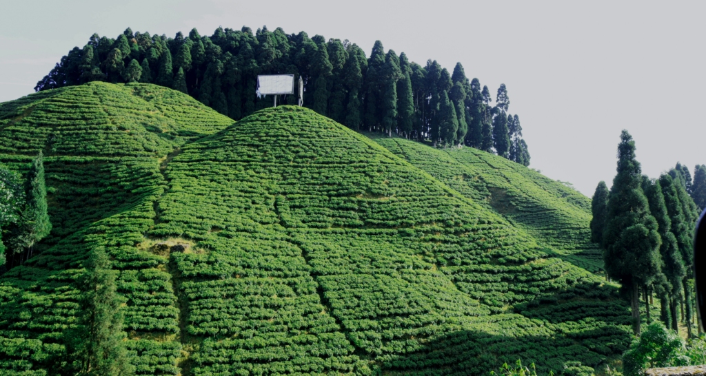 darjeeling tea plantations are a must visit