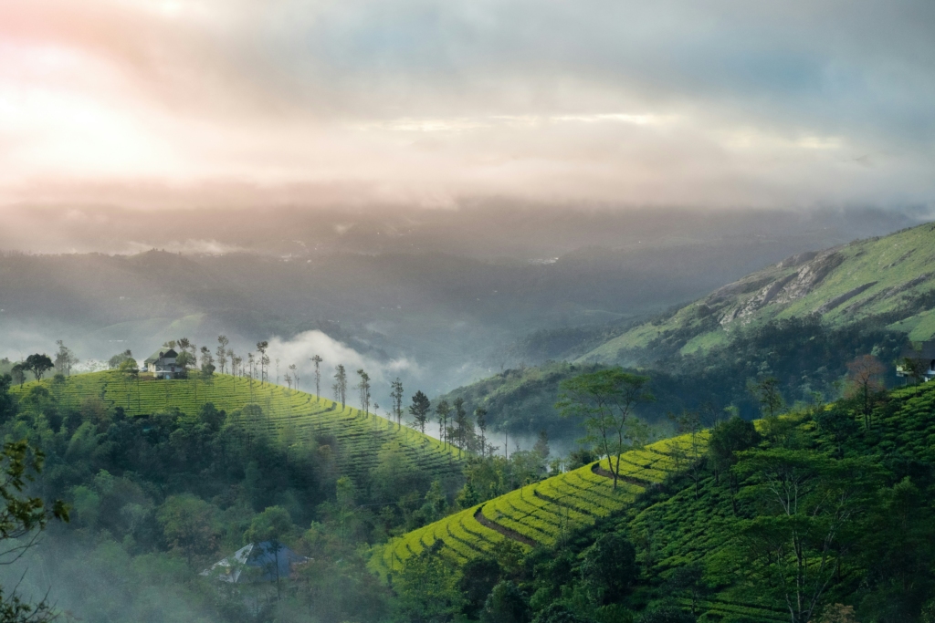 things to do in munnar in 2024