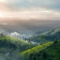 things to do in munnar in 2024