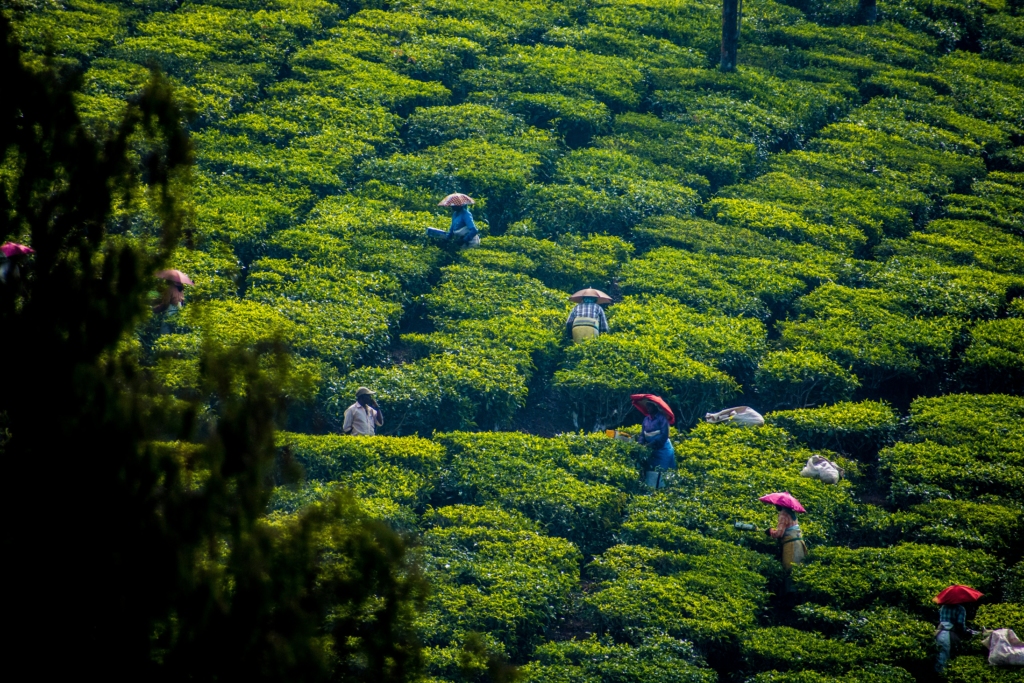 Tea plantations in munnar
