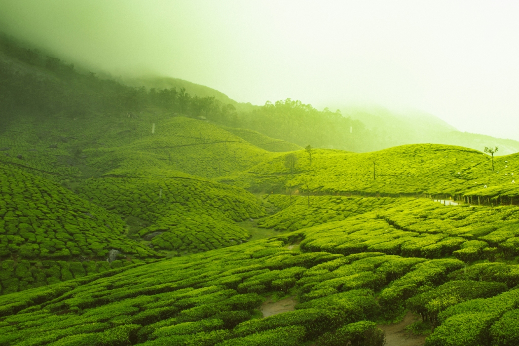 munnar in monsoon is one of the best places to visit in India