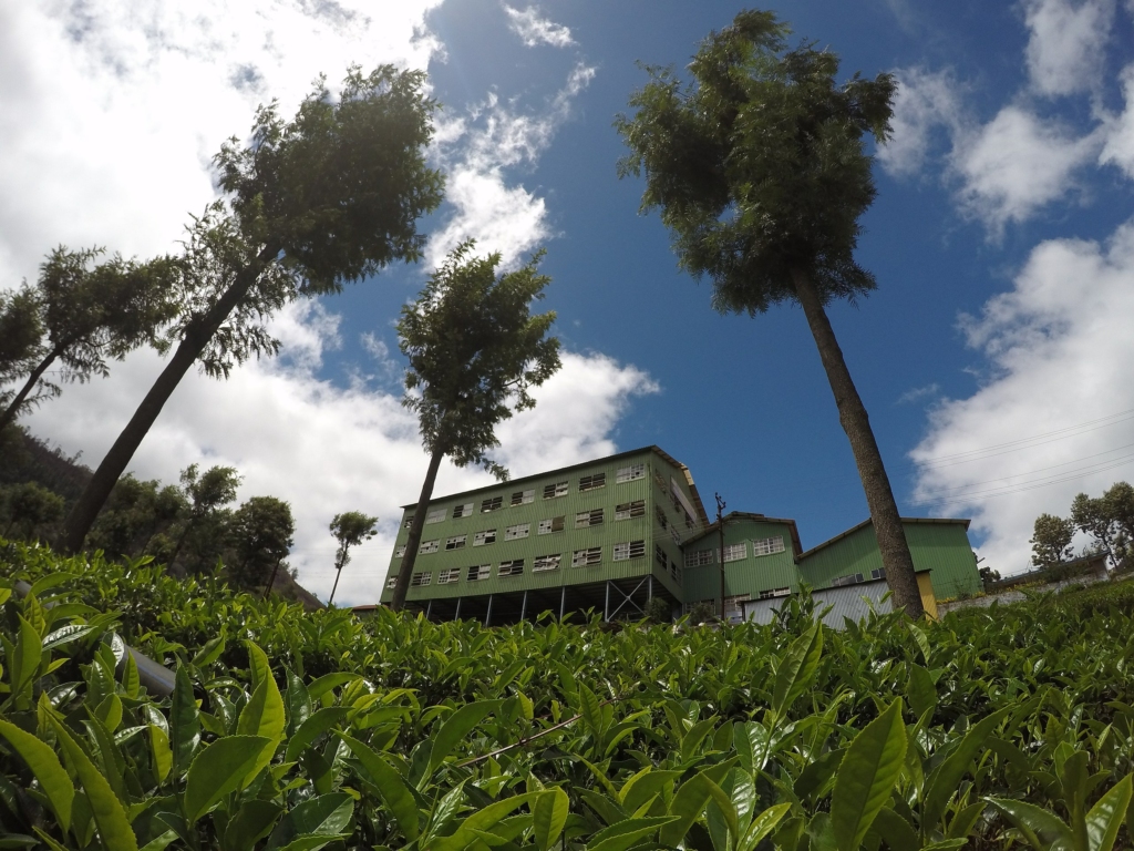 Highfield Tea Estate, Coonoor 