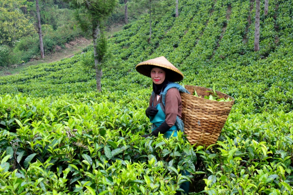 best tea in the world is offered in this tea estates in coonoor