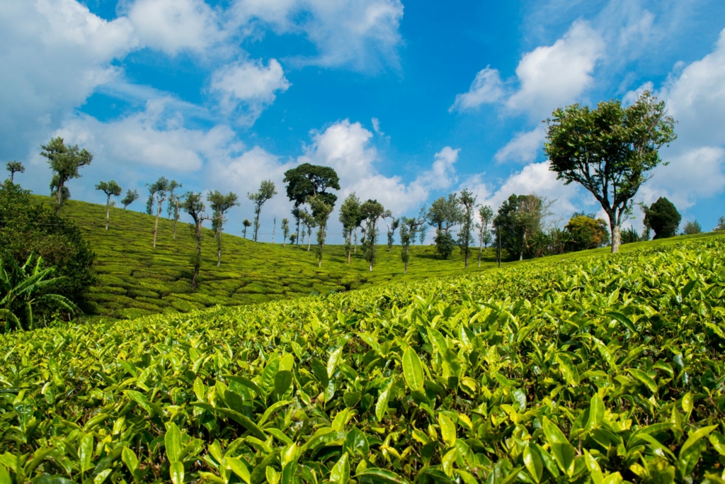 glendale tea estates in coonoor