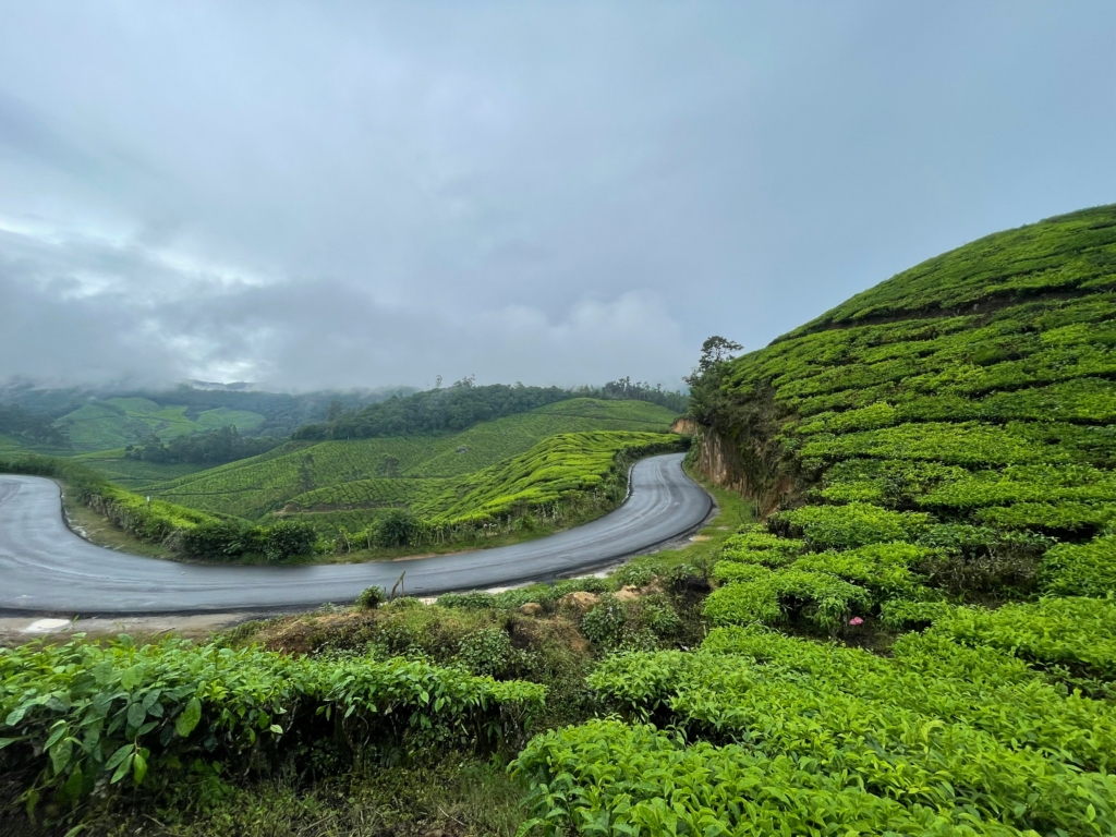 Tea Plantations in Munnar 