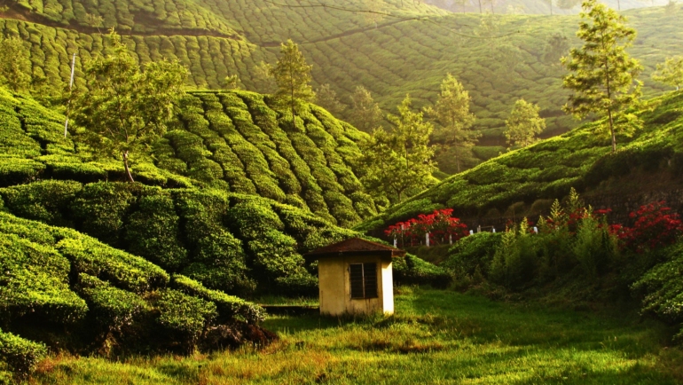 Things to Do in Munnar