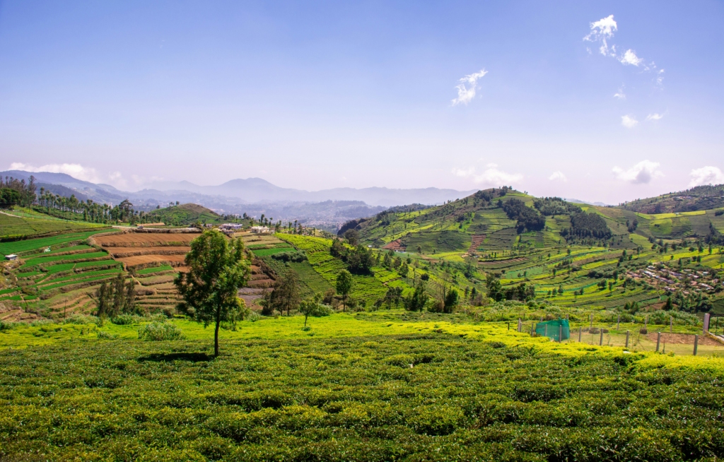 tea estates in coonoor