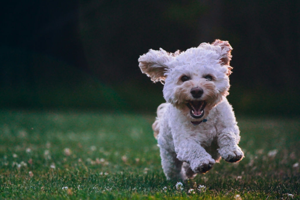 dog running in garden during villa vacation with family