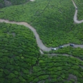 tea estates in coonoor