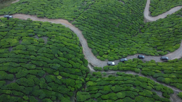 tea estates in coonoor