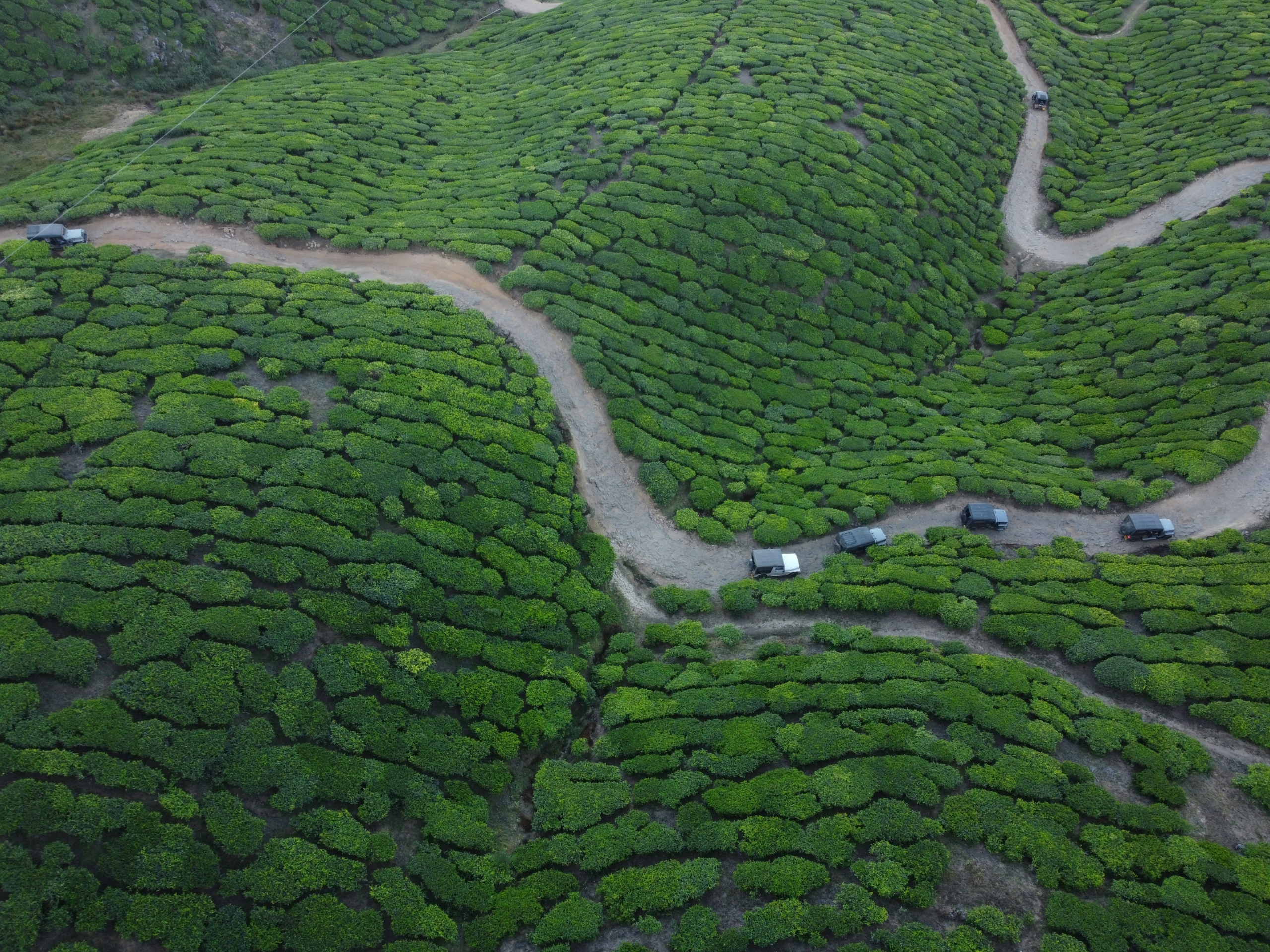 tea estates in coonoor