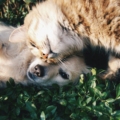 pets bonding during villa staycation with family.