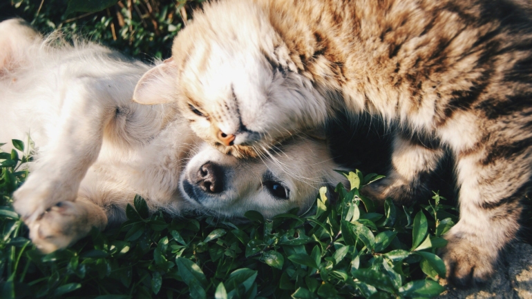 pets bonding during villa staycation with family.