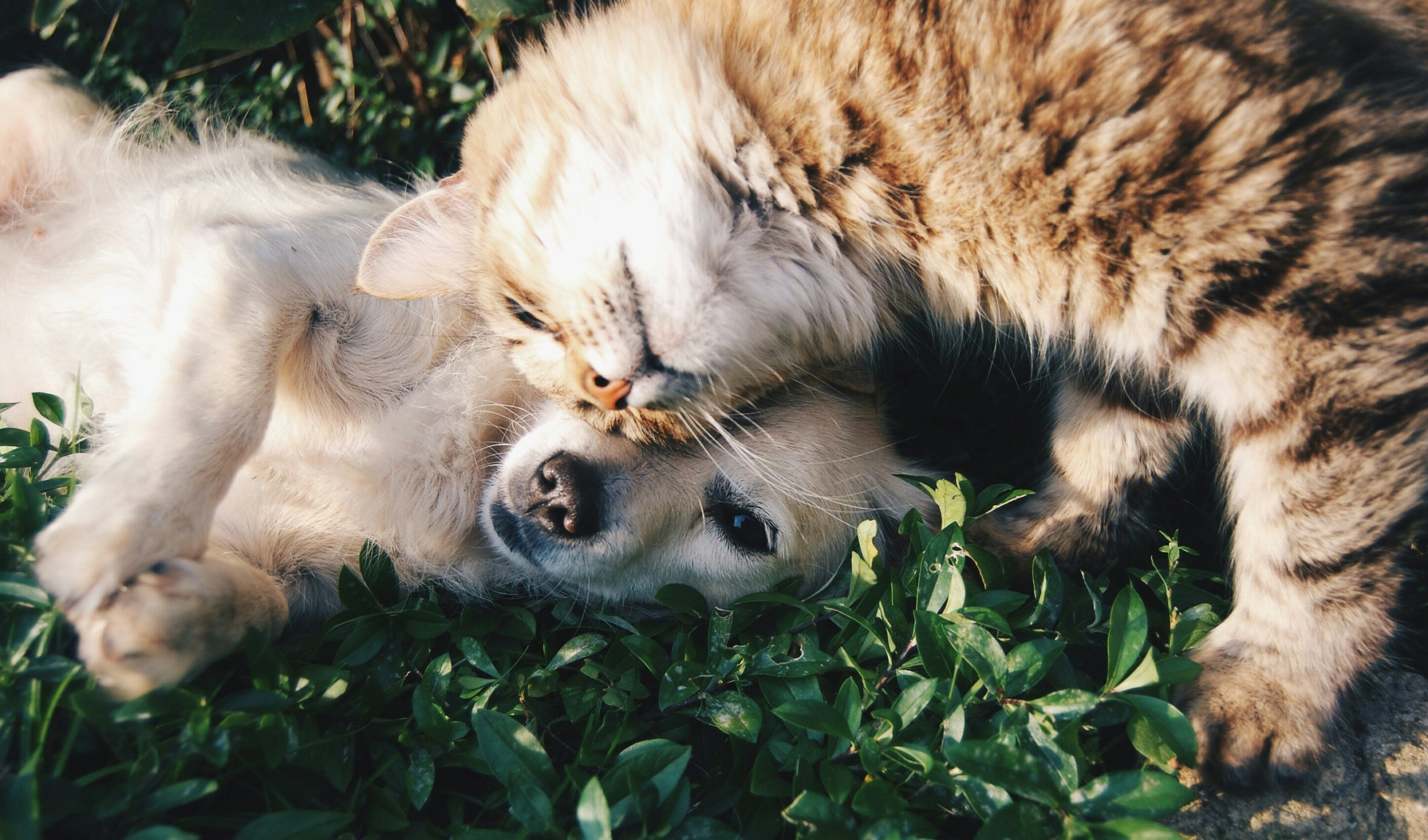 pets bonding during villa staycation with family.