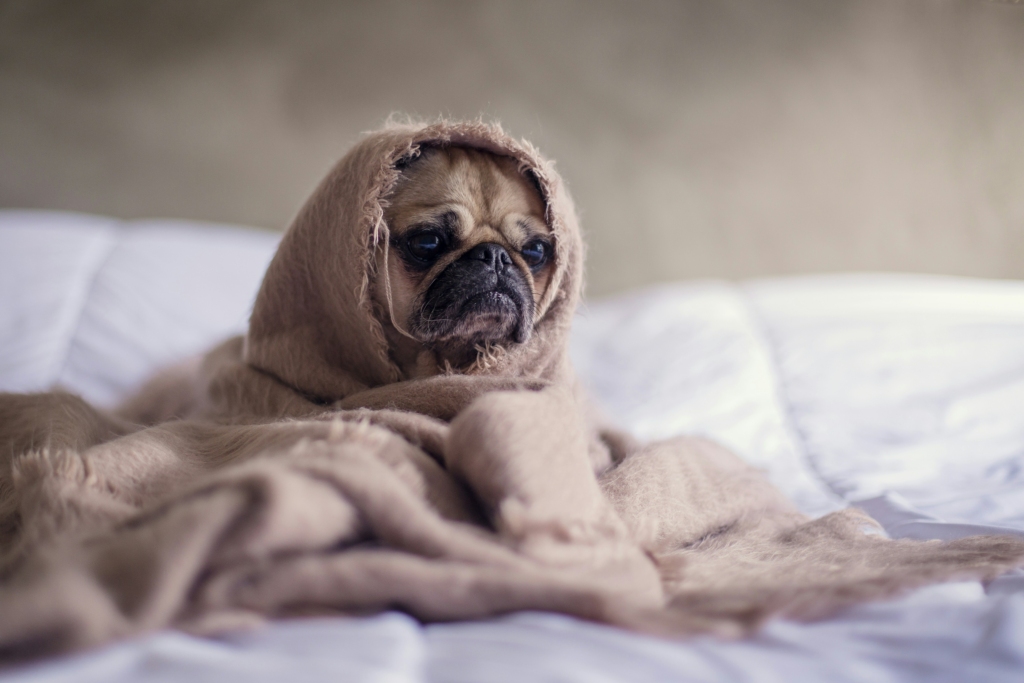 pet relaxing on bed during villa holiday with family