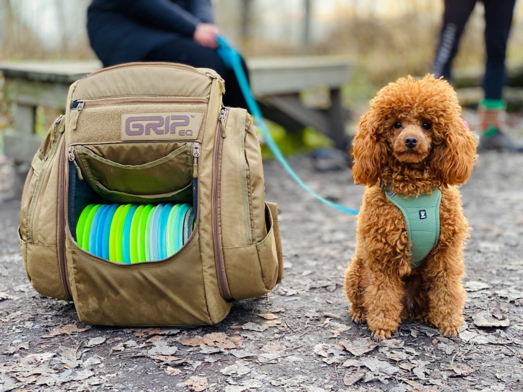 pet essentials during holiday, such as pet collar, leash, backpack and toys