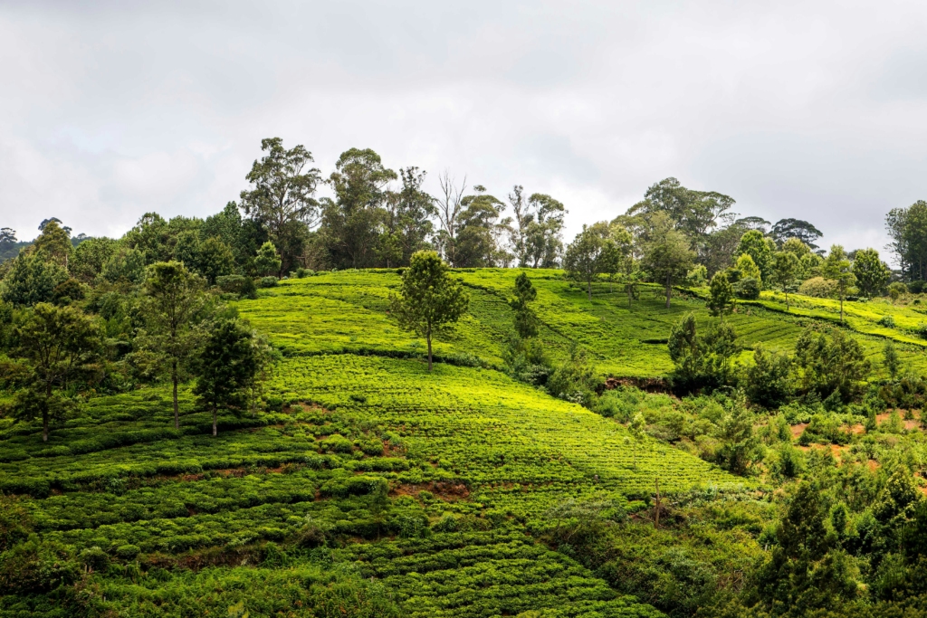 Tea plantations, Things to do in Coonoor